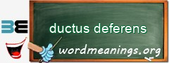 WordMeaning blackboard for ductus deferens